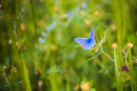biodiversiteit